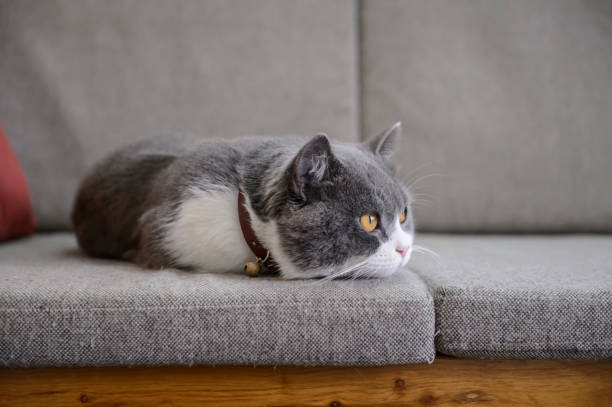 Create meme: grey cat, cat, british shorthair cat