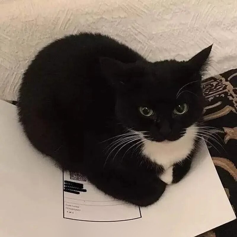 Create meme: cat black and white, black cat , cat 