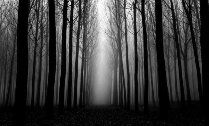 Create meme: the background is gloomy, dark forest, background gloomy forest