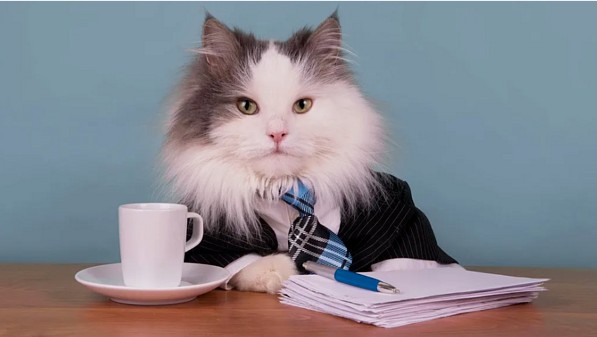 Create meme: business cat, cat manager, a cat in the office
