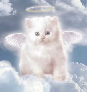 Create meme: angel cat, angel cat, angel with a white kitten