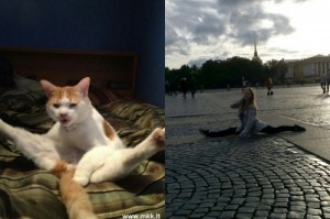 Create meme: outdoor cat, the splits, Twine