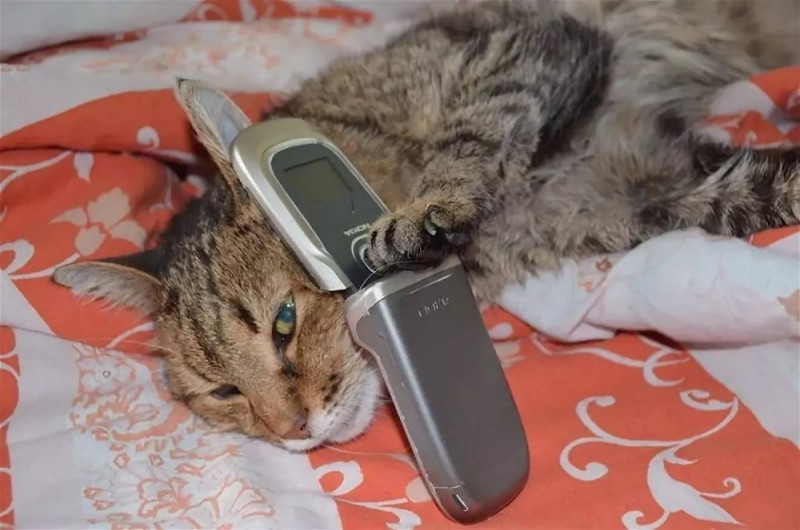 Создать мем: кот, котики, котенок с телефоном