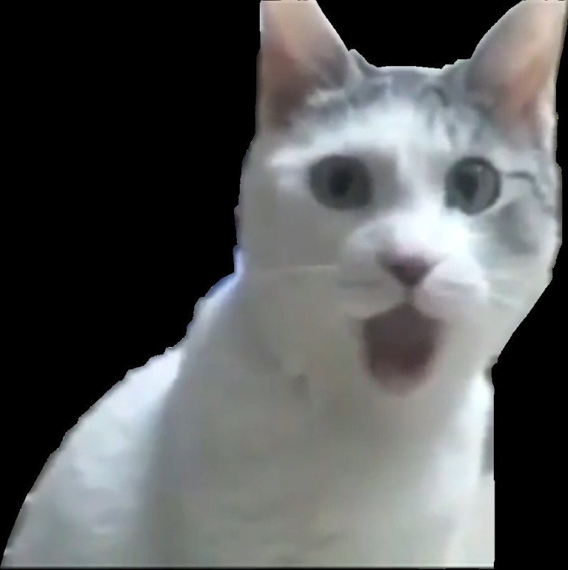 Create meme: the surprised cat , cat in shock, the surprised cat meme