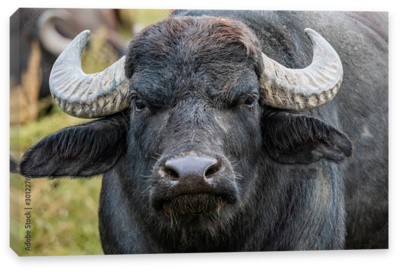 Create meme: Buffalo, buffalo muzzle, buffalo