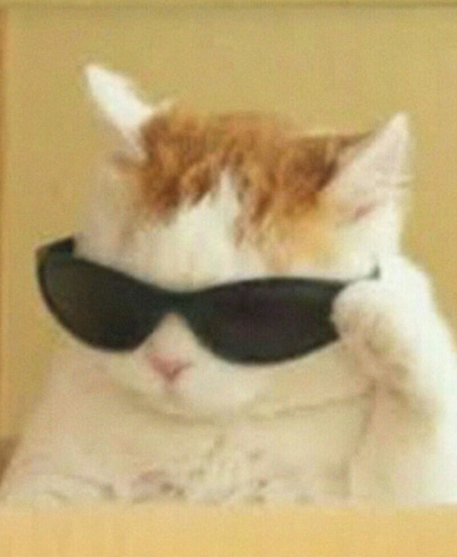 Create meme: the cat puts on glasses, pixel the cat in glasses meme, cool cat meme