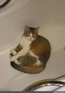 Create meme: cat , the cat in the bathroom, cats 