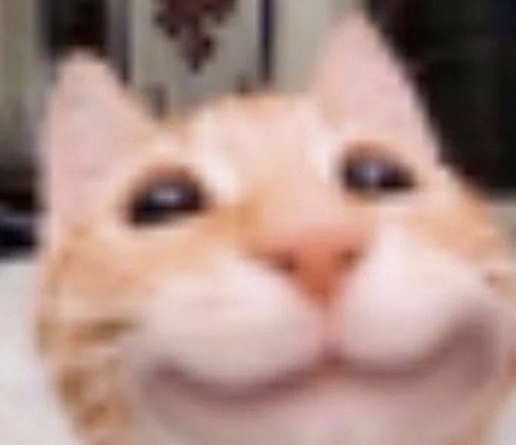 Create meme: memes with cats , cat funny , cat selfie