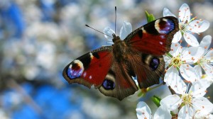 Create meme: spring images with butterflies, photos peacock butterfly closeup, butterfly on jablonevyj colors