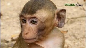 Create meme: Monkeys, monkey, monkey showing tongue pictures