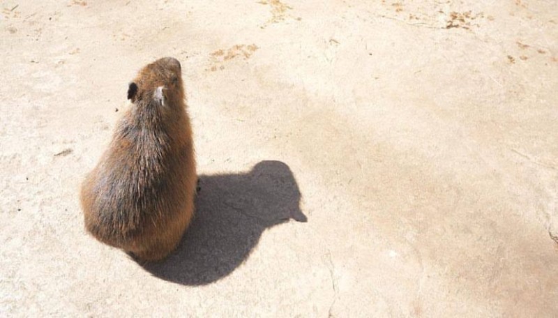 Create meme: white capybara, adult capybara, morning capybara