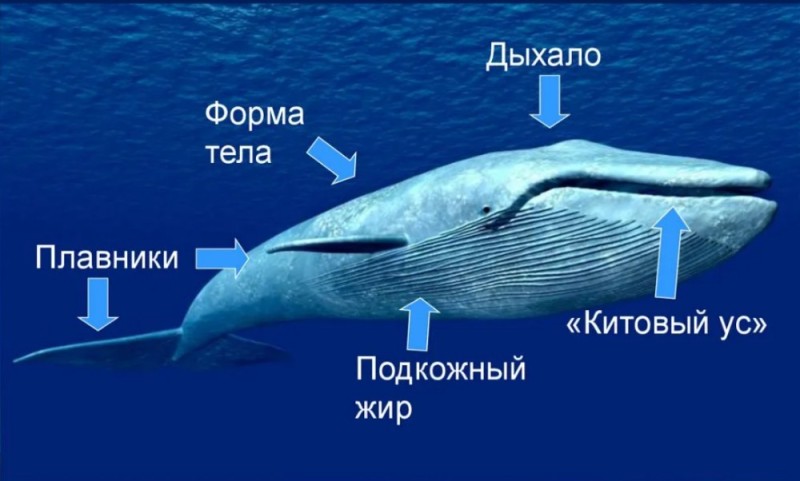 Создать мем: строение синего кита, китообразные, синий кит