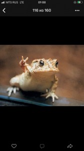 Создать мем: toad worship, мемы с лягушками и жабами, лягушка