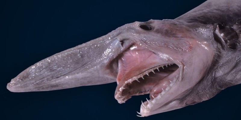 Create meme: shark brownie or shark goblin, shark goblin mariana trench, goblin shark