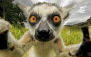Create meme: uzbagoysya lemur, lemur, lemur Madagascar uzbagoysya