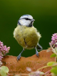 Создать мем: parus, branch, птицы