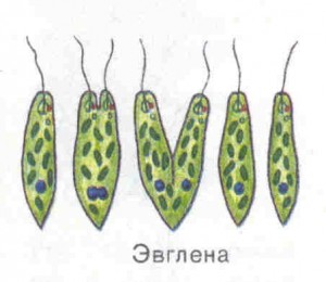 Create meme: the reproduction of euglena green, the reproduction of euglena, division of euglena green
