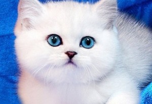 Create meme: silver chinchilla, kittens silver chinchilla, British chinchilla