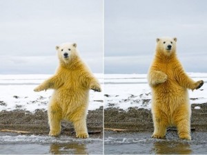 Создать мем: белый мишка, медведь танцует, медведь с поднятой лапой