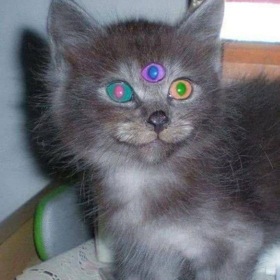 Создать мем: котята в дар находка, котята черепахового окраса, кошка ослепла на один глаз