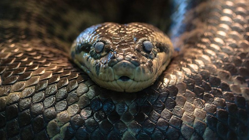 Create meme: snake snake, snake Python, snake 