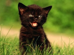Создать мем: животные коты, кошка черная, черный кот