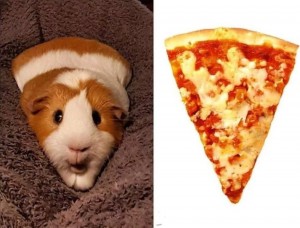 Create meme: animals, Corgi and pizza, pizza