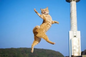 Создать мем: кот в полете, летящий кот, танцующий кот