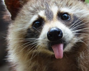 Create meme: enotik, raccoon surprised, American raccoon