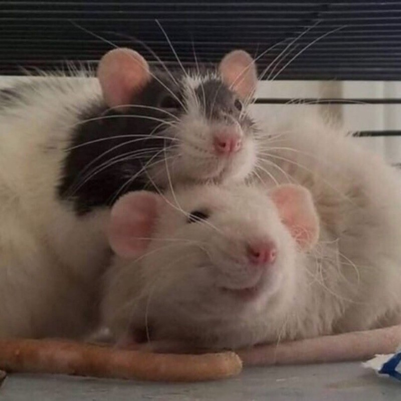 Create meme: two cute rats, two rats, rats are cute