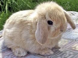 Create meme: rabbit lop-eared, dwarf rabbit