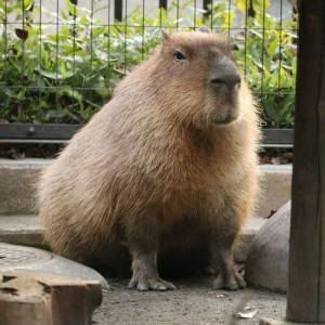Create meme: the largest rodent is the capybara, the capybara, capybara animal