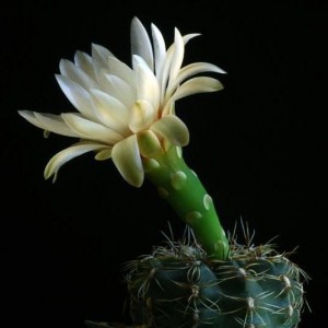 Создать мем: gymnocalycium altagraciense, gymnocalycium capillaense, кактус эхинопсис оксигона