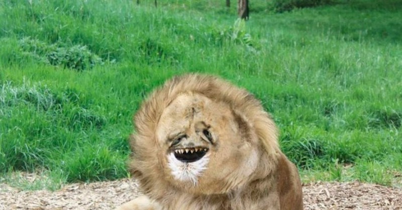 Создать мем: упоротые львы, бэбэй лев, жирный лев