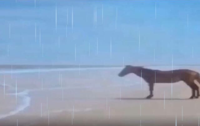 Create meme: meme with a horse by the sea, thoughts in my head, horse by the sea meme