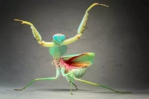 Create meme: praying mantis, insects, the female praying mantis