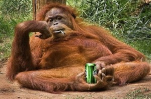 Create meme: monkey, orangutans, fat orangutan