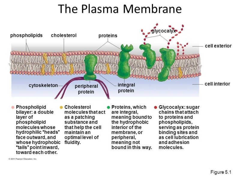 Создать мем: строение наружной плазматической мембраны, гликокаликс, плазматическая мембрана