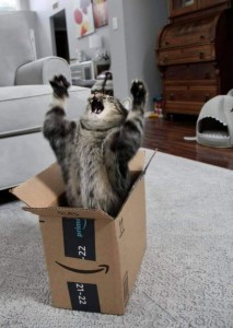 Create meme: the cat in a small box, cat in box