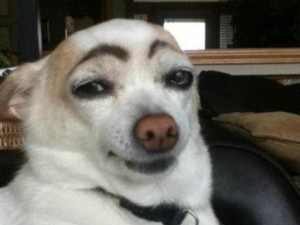 Create meme: meme of a dog with eyebrows, a dog with painted eyebrows, dog with eyebrows
