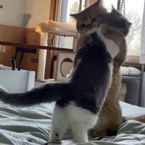Создать мем: танцующий котик, котэ, смешные кошки