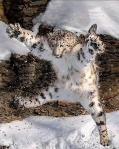 Create meme: snow leopard animal, snow leopard IRBIS, snow leopard
