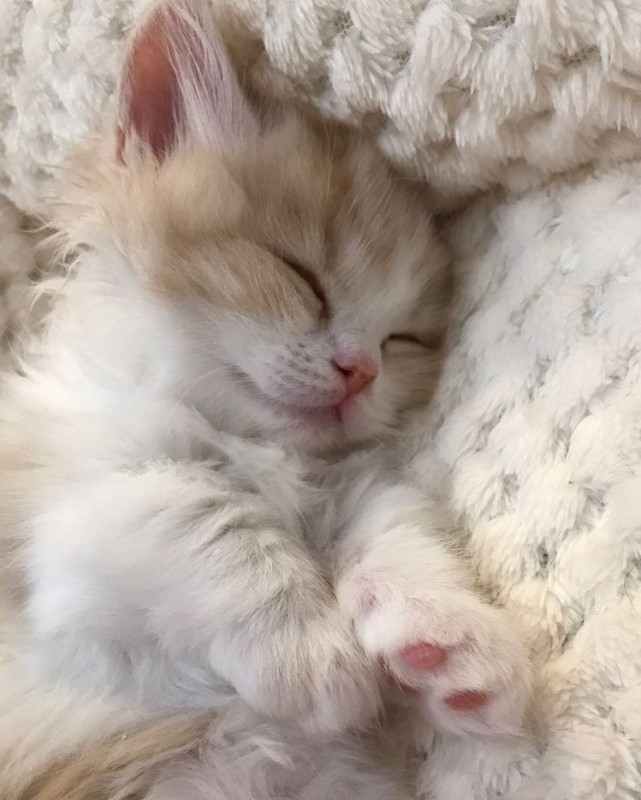 Create meme: cute kittens, sleeping cat, The kitten is beautiful