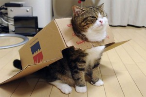 Create meme: cat, cat in a cardboard box, cat in box