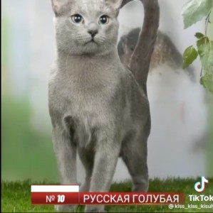 Создать мем: голубая порода кошек, кот русская голубая, порода кошек русская голубая