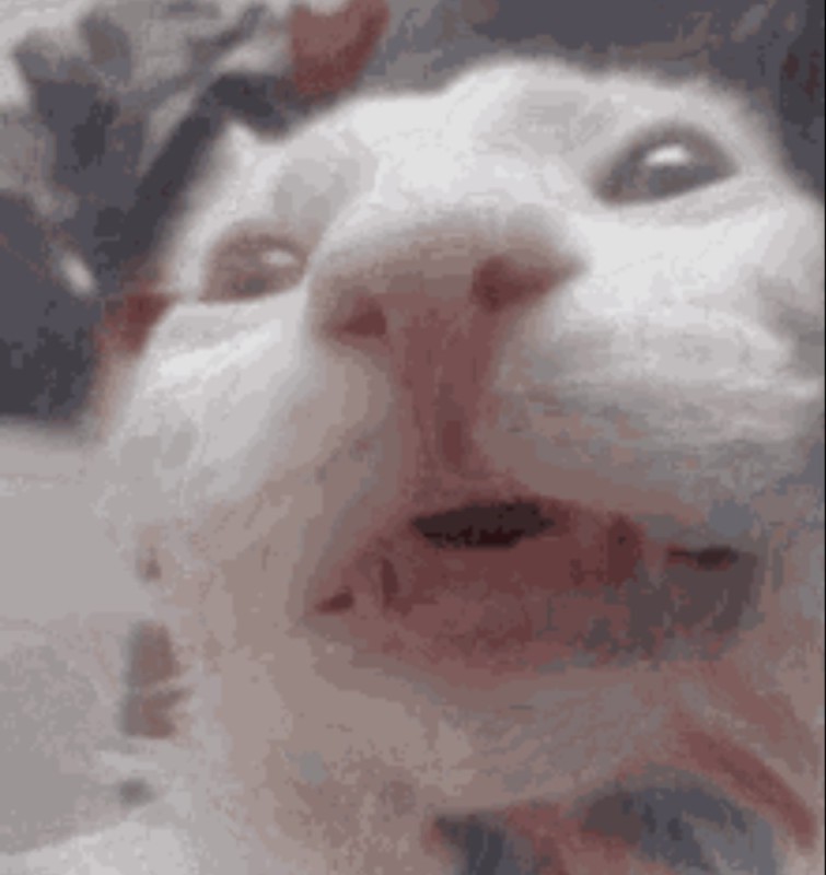 Создать мем: домашние питомцы, cat, белый кот плачет