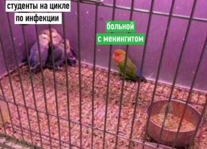 Создать мем: озабоченный попугай, попугаи неразлучники, попугай мем с надписью