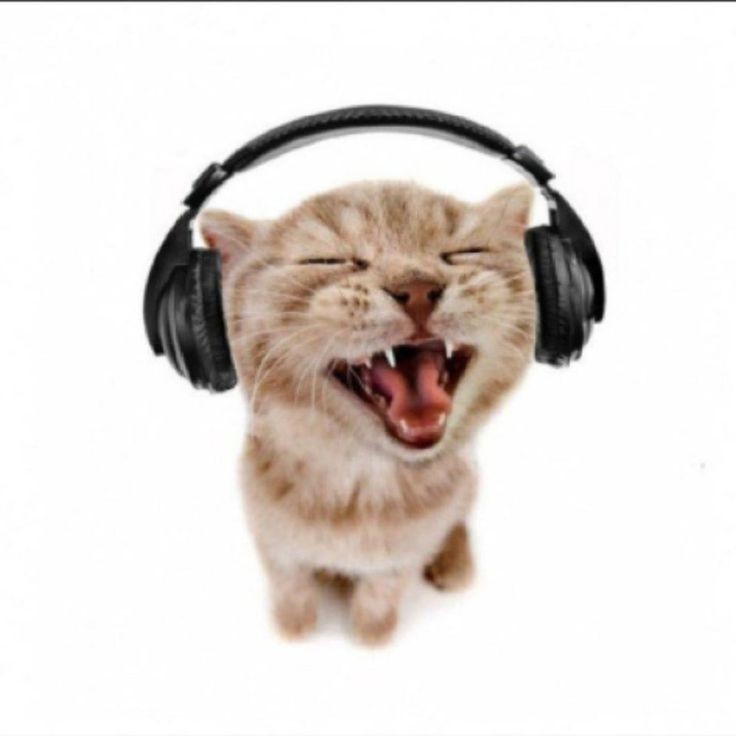 Create meme: screaming cat , cat with headphones, cat in headphones meme