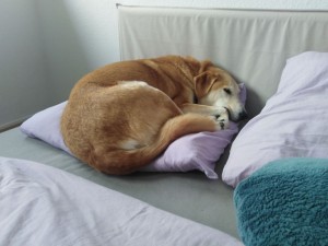 Создать мем: бигль собака, собака на кровати, спящая собака