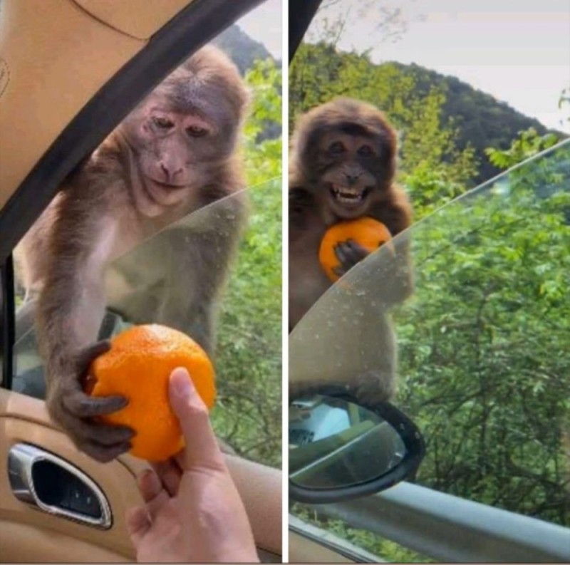 Создать мем: обезьянка с апельсином, смешные обезьянки, мартышка с апельсином